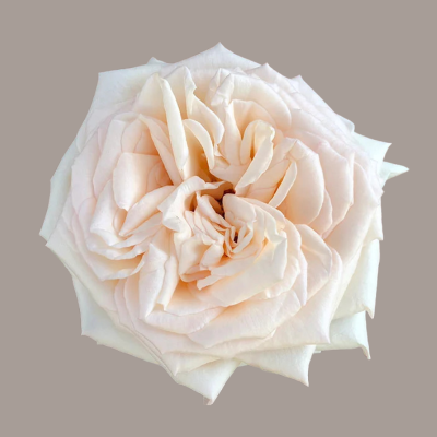 Princess Maya Princess Garden Rose