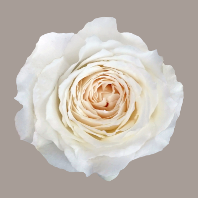 Princess Miyuki Princess Garden Rose