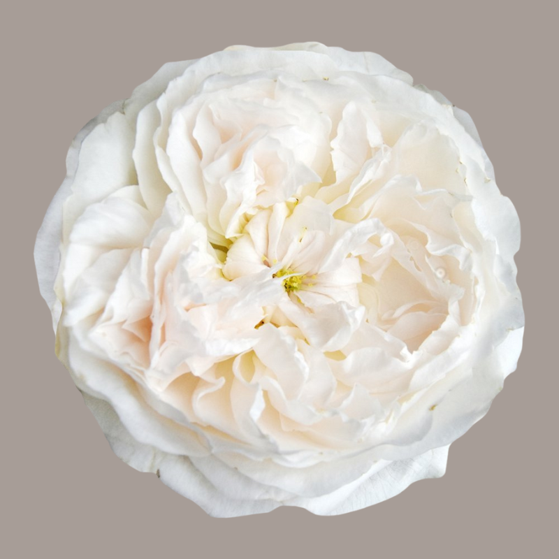 Purity David Austin Garden Rose