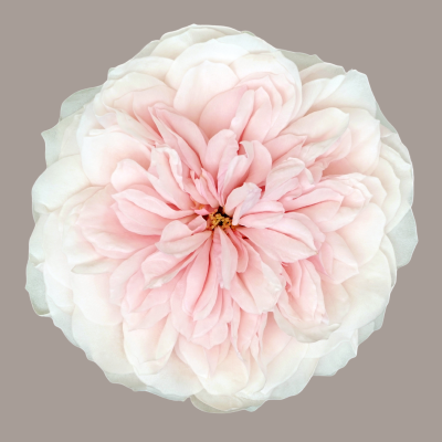 Sabrina Deluxe Garden Rose