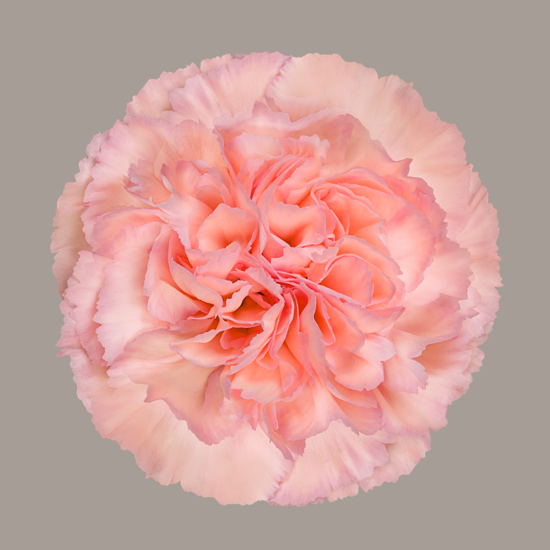 Sorbet Carnation