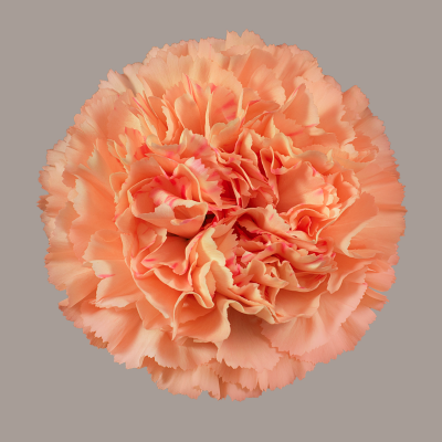 Stromboli Carnation