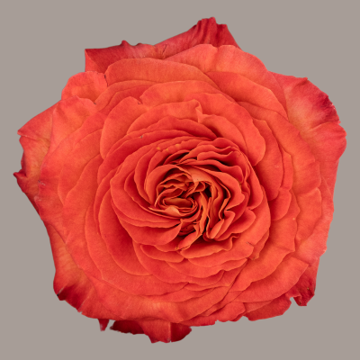 Sunset Deluxe Garden Rose