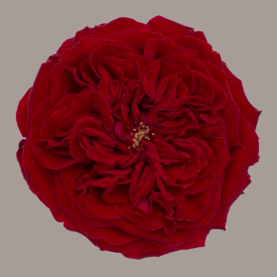 Tess David Austin Garden Rose