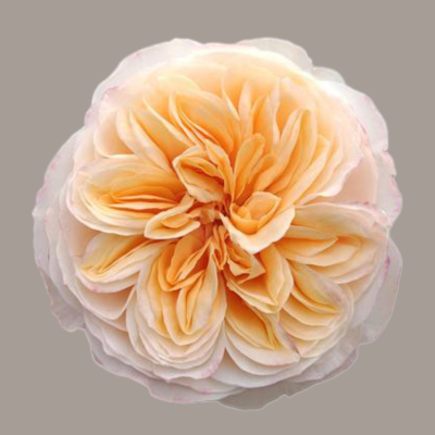 Tip Top! Deluxe Garden Rose
