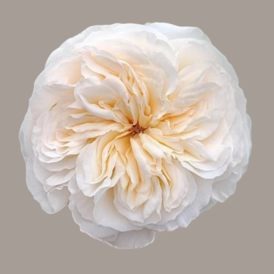 Vicky Gardens Deluxe Garden Rose