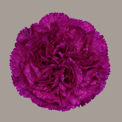 Violet Pixel Carnation