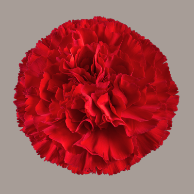 Virgilio Carnation