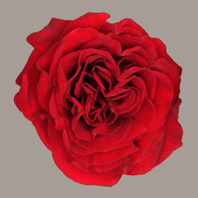 Wanted Deluxe Garden Rose