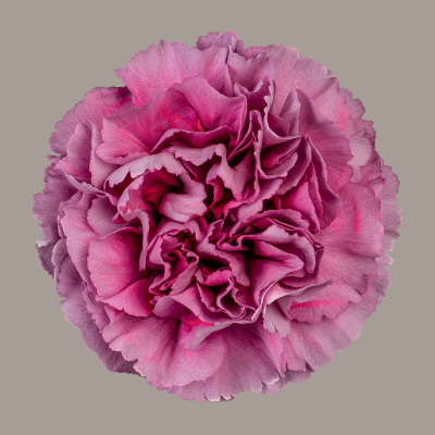 Wild Thrill Carnation