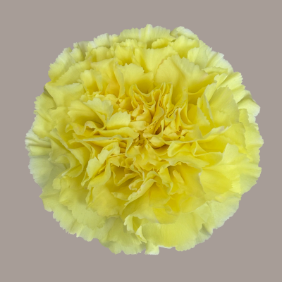 Yellowstone Carnation