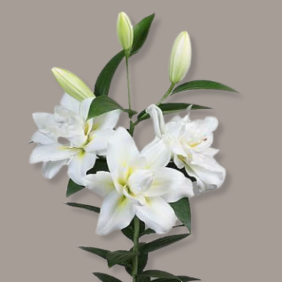 Blizzard Rose Lily