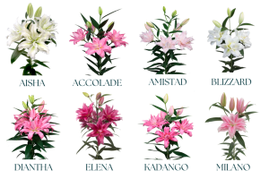 Rose Lily varieties from Choice Farms