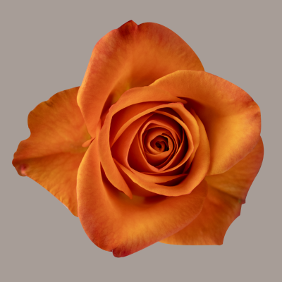 Joy Rose