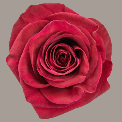 Legend Rose