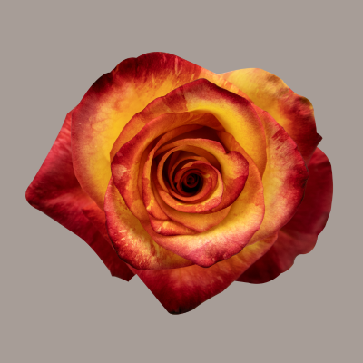 Magic Lips Rose