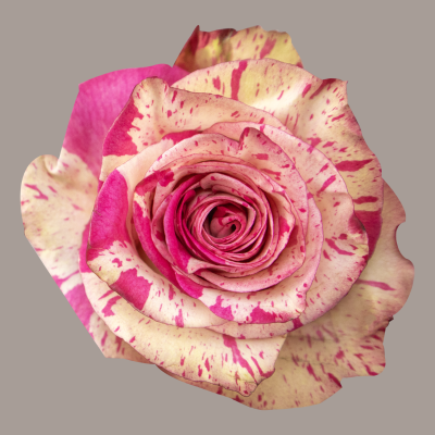 Magic Times Rose