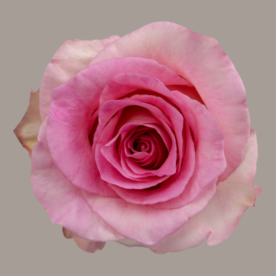 Mandala Rose