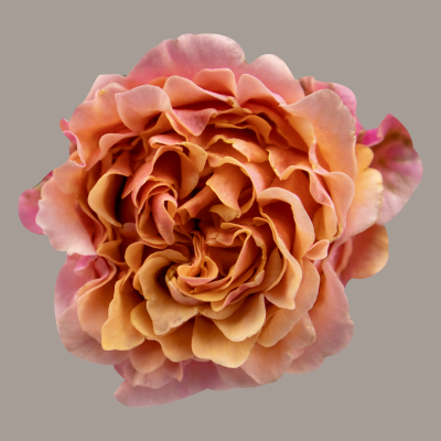 Mayra's Peach Rose