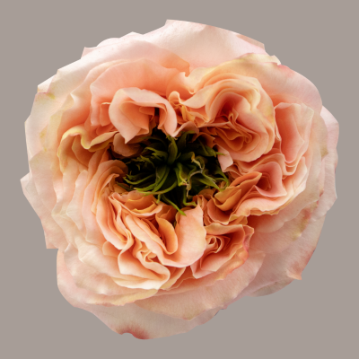 Melon X-Pression Rose