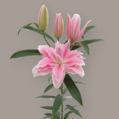 Milano Rose Lily