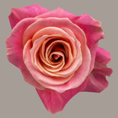 Miss Piggy Rose