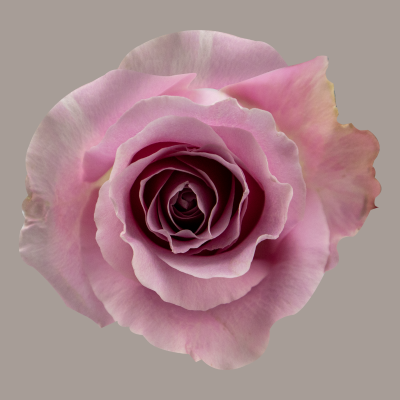 Pink Avalanche Rose