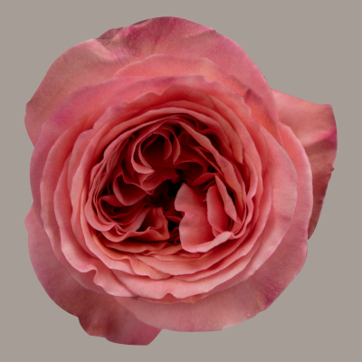 Pink X-Pression Garden Rose