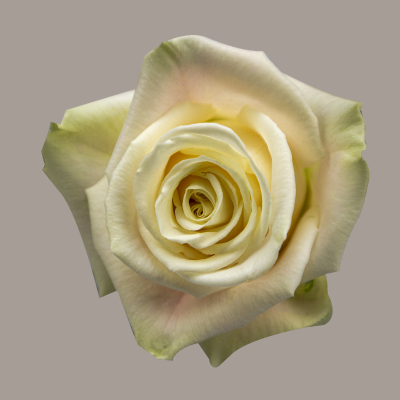 Playa Blanca Rosa Rose