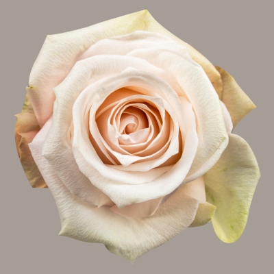 Pomarosa Rose