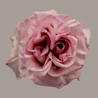 Powder Puff Rose