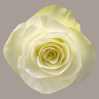 Snow Ballet Rose