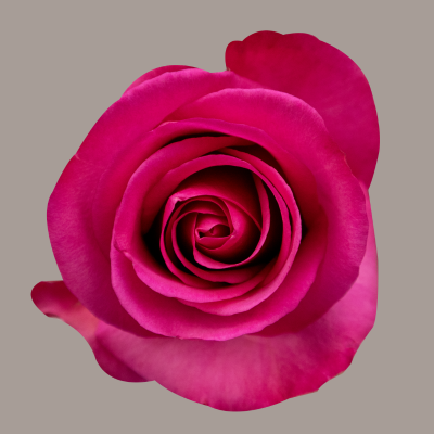 Stiletto Rose