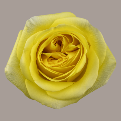 Sunny Days Rose