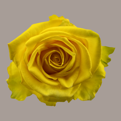 Super Sun Rose