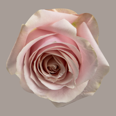 Sweet Avalanche Rose