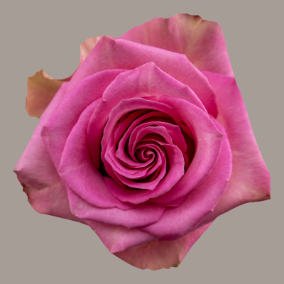 Sweet Memory Rose
