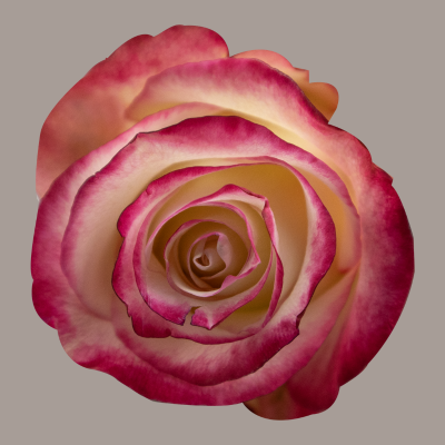 Sweetness Rose