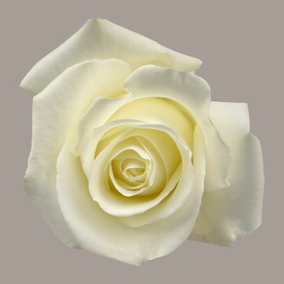 Tibet Rose