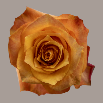 Twilight Rose