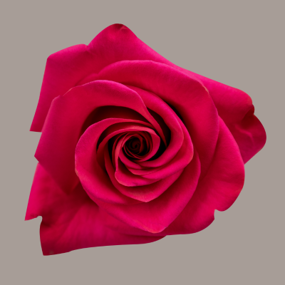 VI Pink Rose