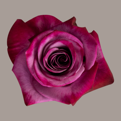 Violet Hill Rose