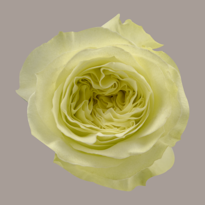 White X-Pression Rose