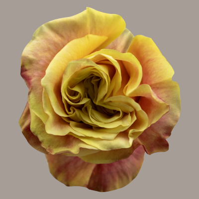 Wild Crown Rose