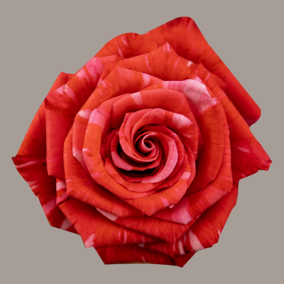 Wildcat Rose