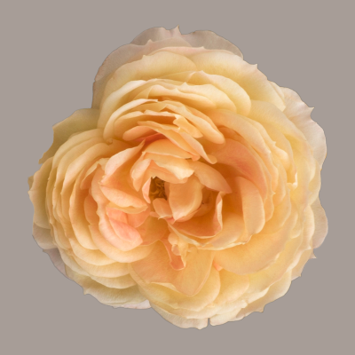Caramel Antike Deluxe Garden Rose