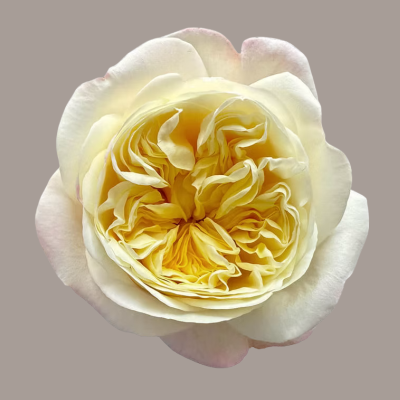 Fatima Gardens Deluxe Garden Rose