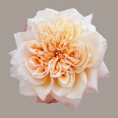 Wabara Issei Garden Rose