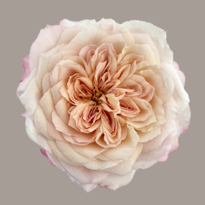 Wabara Miyabi Brown Garden Rose