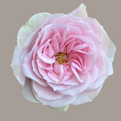 Pimpinela Deluxe Garden Rose